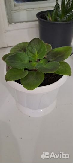 Алоэ Хавортия, фиалка, Спатифиллиум, Традисканция