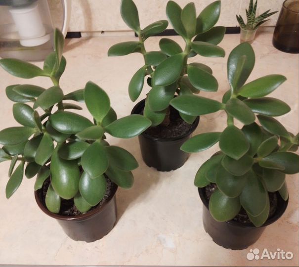 Толстянка крассула