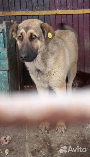 Щенки подростки