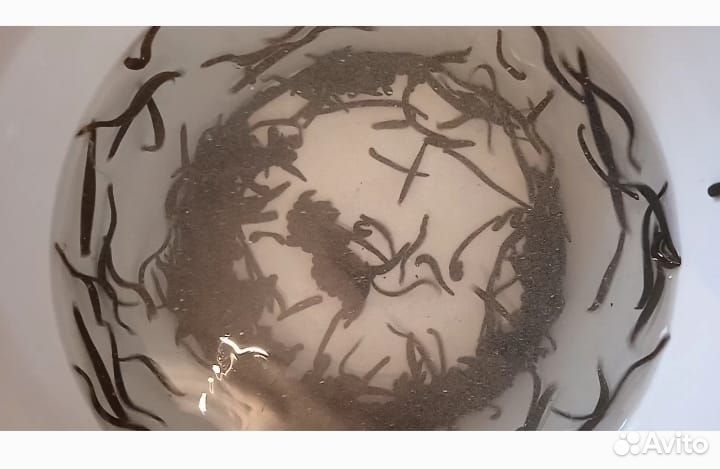 Медицинская пиявка оптом