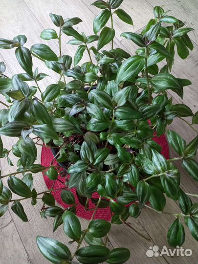 Традесканция комнатные растение цветы