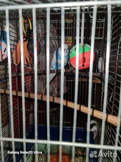 Волнистый попугай самец