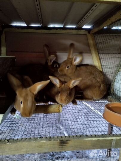 Кролики нзк