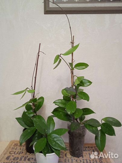 Циперус, хойя