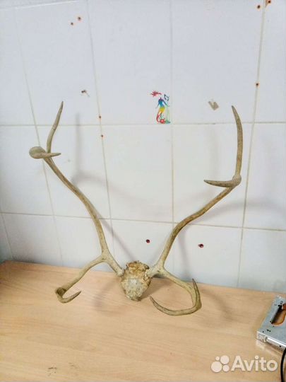 Рога натуральные не обработанные