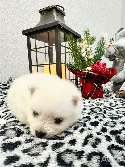 Померанский шпиц