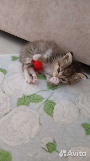 Котенок