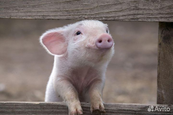 Продам поросенка