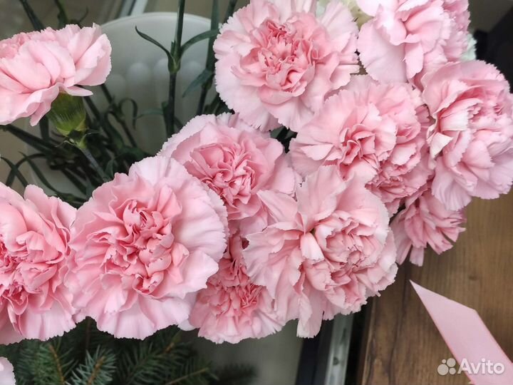 Цветы диантус