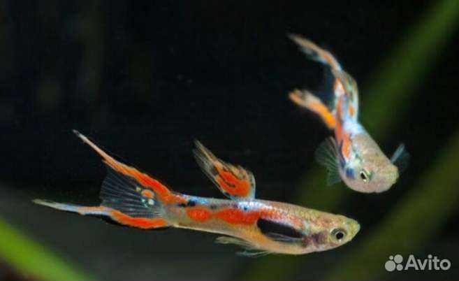 Аквариумные рыбки гуппи