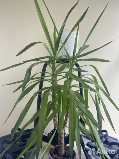 Пальма юкка