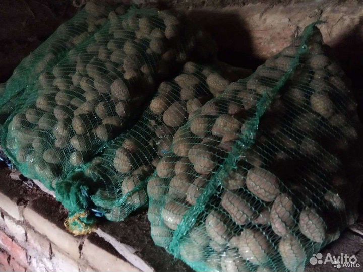 Картофель деревенский