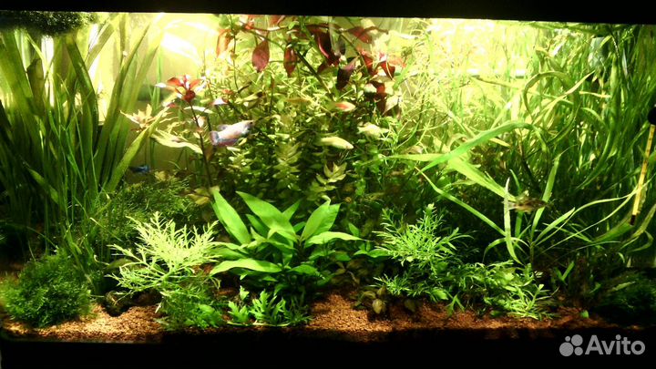Аквариумный грунт