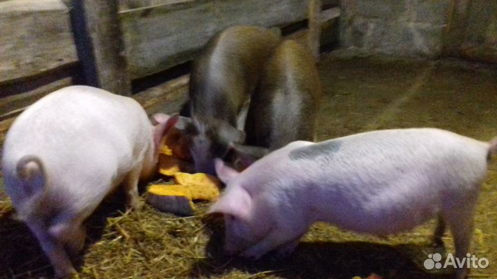 Поросята