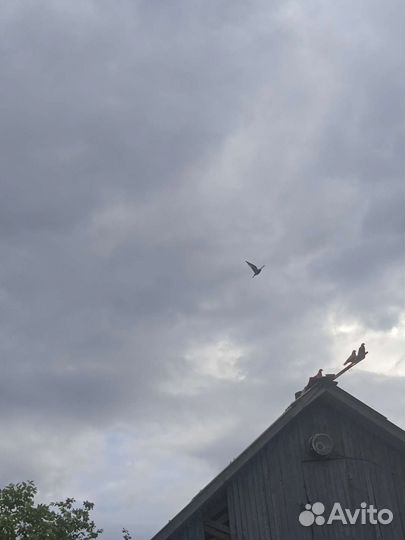 Голуби николаевские и курские