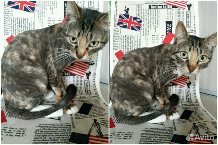 Стрижка кошек)