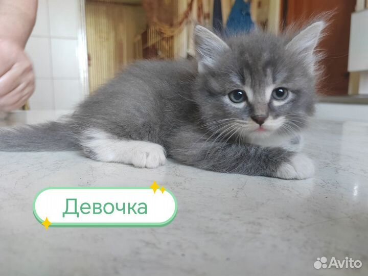 Котята 1.5 месяца в добрые руки