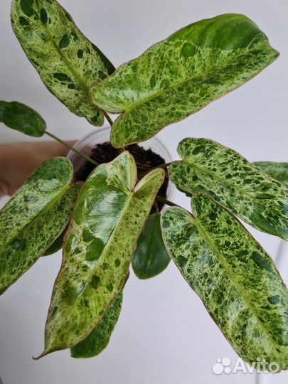 Филодендрон параисо верде