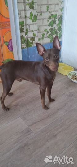 Вязка пинчера с самкой