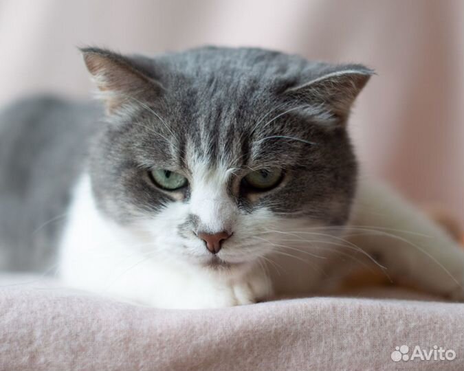 Кошка Феня, 6 лет