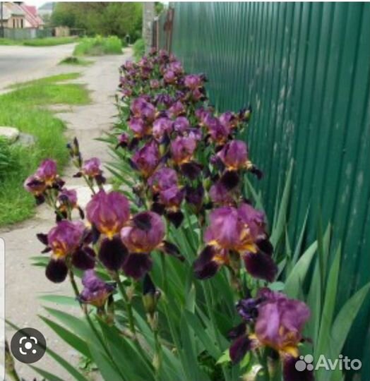 Ирисы оптом