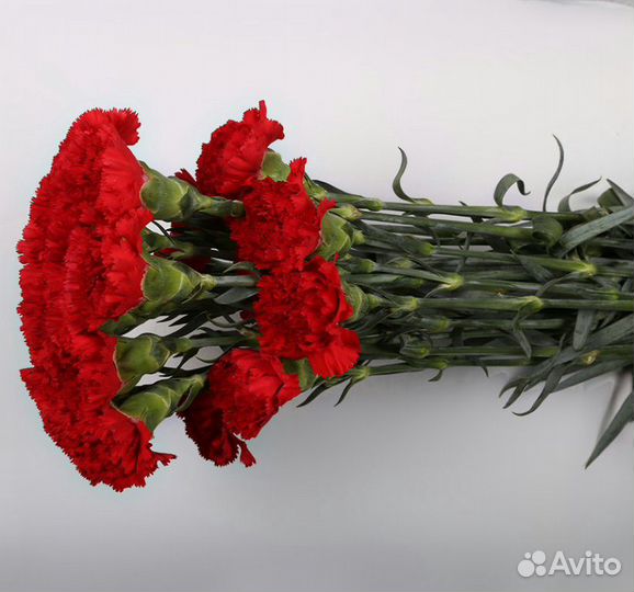 Гвоздика Оптом и в Розницу