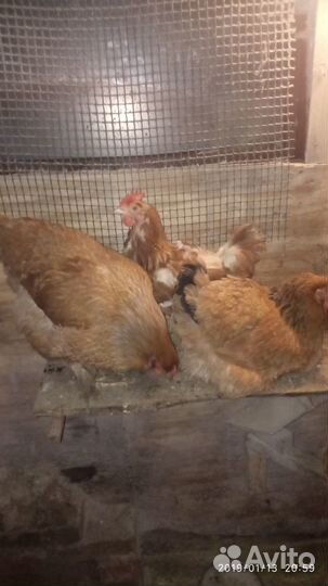 Куры несушки