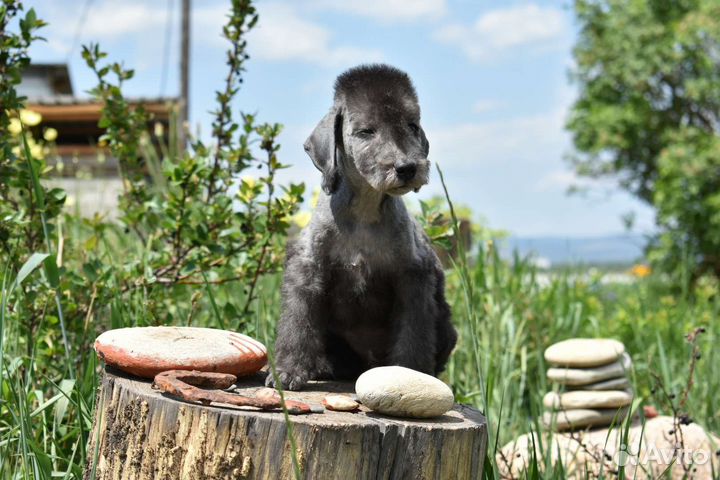 Щенки бедлингтон-терьера