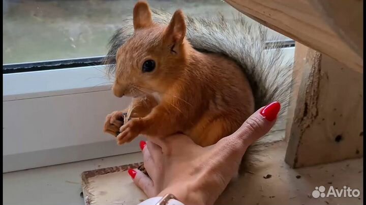 Домашние белки