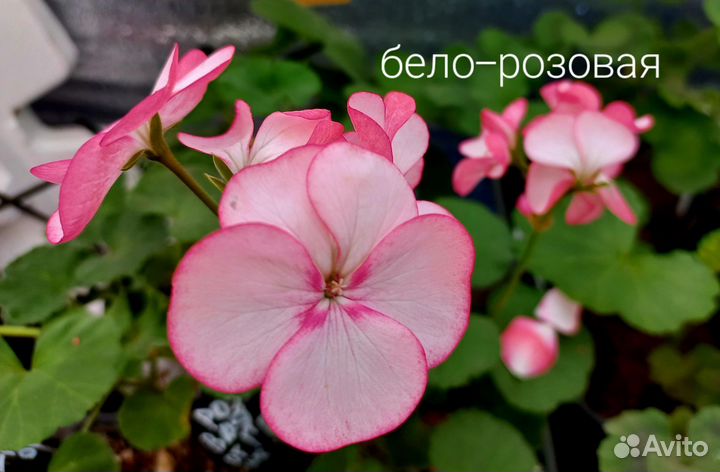 Пеларгония