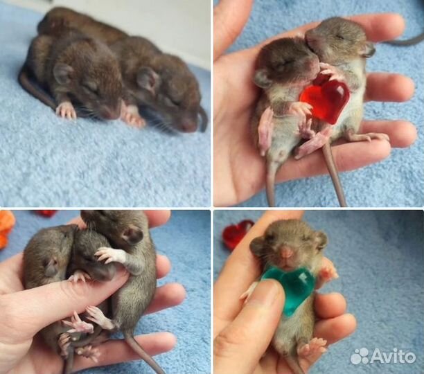 Крысята