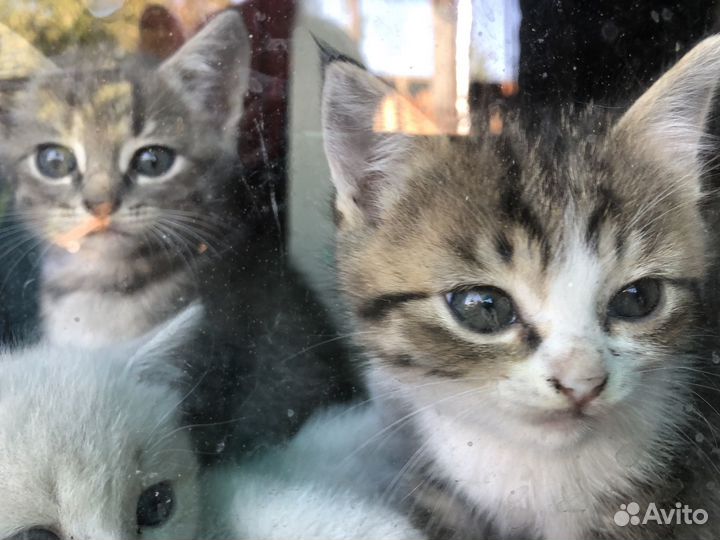 Котята в добрые руки даром