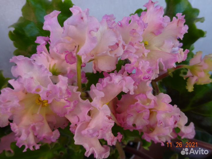 Набор 10/20/30/40/50 укорененных черенков