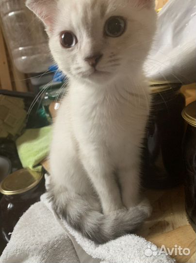 Сиамская кошка