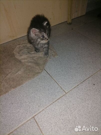 Отдам котенка в добрые руки