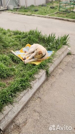 Супер-Собака