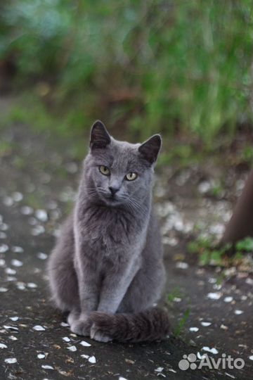 Кошечка живет на улице, ласковая и нежная