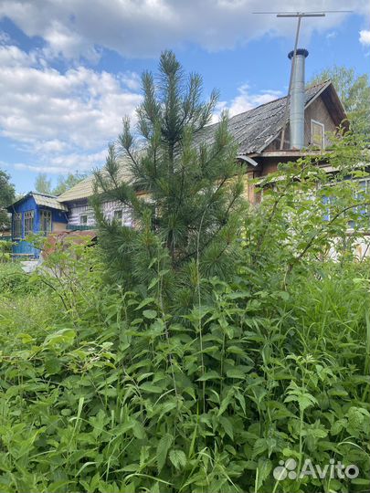 Саженцы сибирского кедра