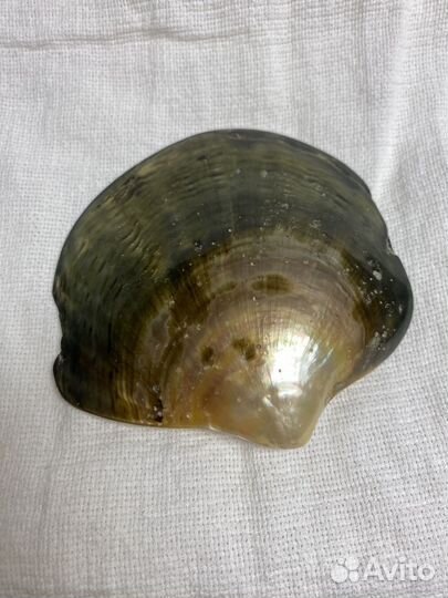 Череп. Резьба по перламутру