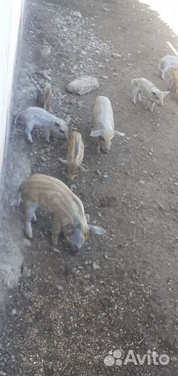 Венгерская мангалица