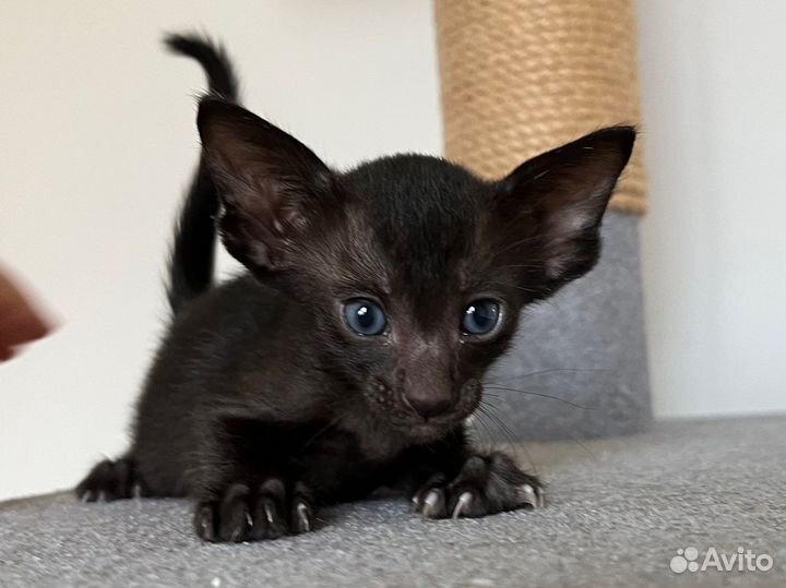 Ориентальные котята