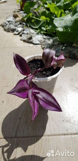 Комнатные растения