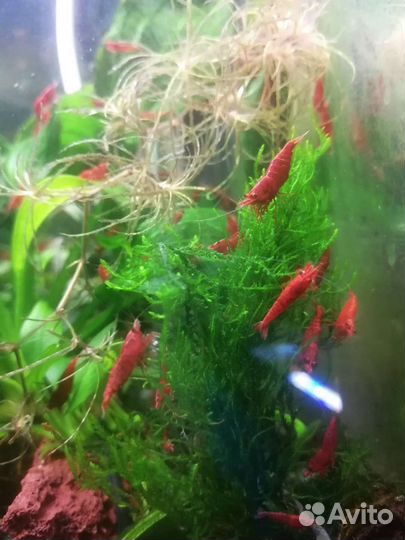Аквариумные креветки и растения гуппи чистая лин