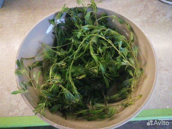 Прополка растения для аквариума