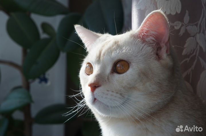 Вязка с британским котом