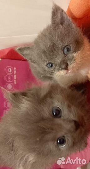 Две деревенские ласковые кошечки