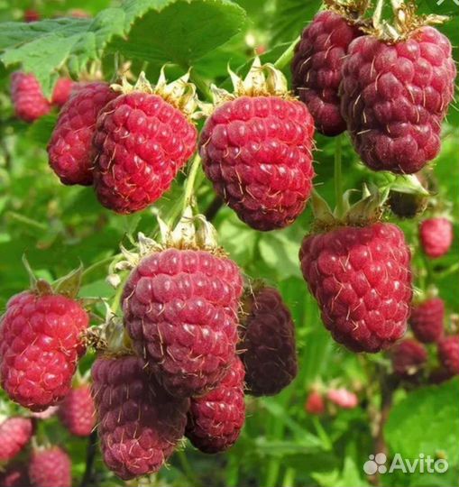 Саженцы малины сорт блестящая