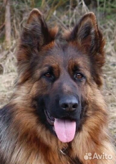 Немецкая овчарка