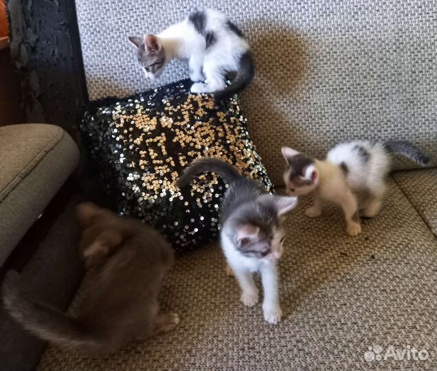 Отдам в добрые,любящие руки котят