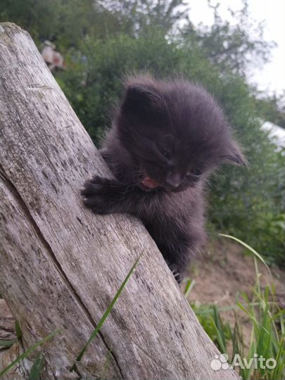 Котята смесь британца с шотландцем